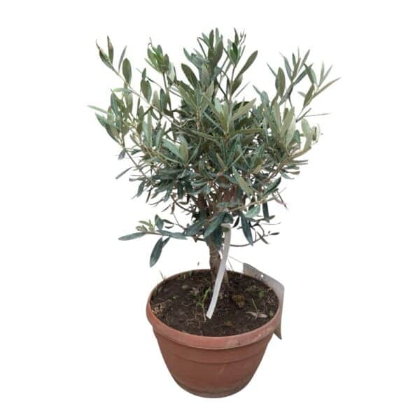 Hungaroplant