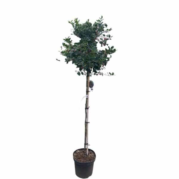 Hungaroplant