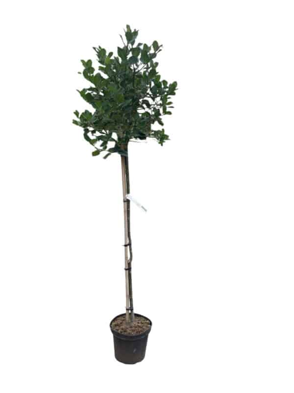 Hungaroplant
