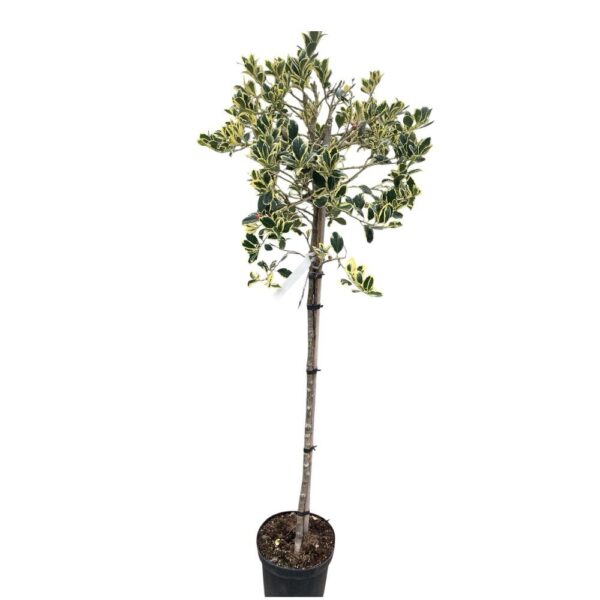 Hungaroplant