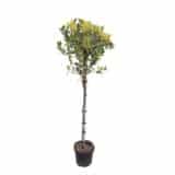 Magyal (ilex sp.) - 4 fajta törzses verzióban (választható) Hungaroplant