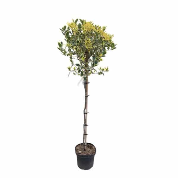 Hungaroplant