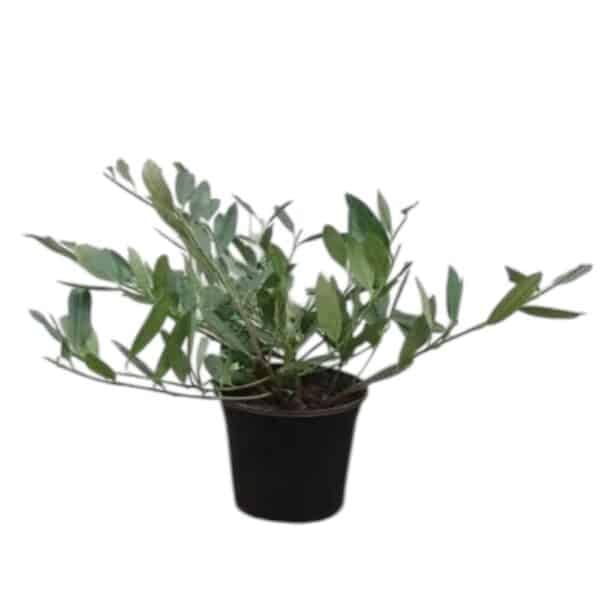 Hungaroplant