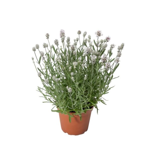 Hungaroplant