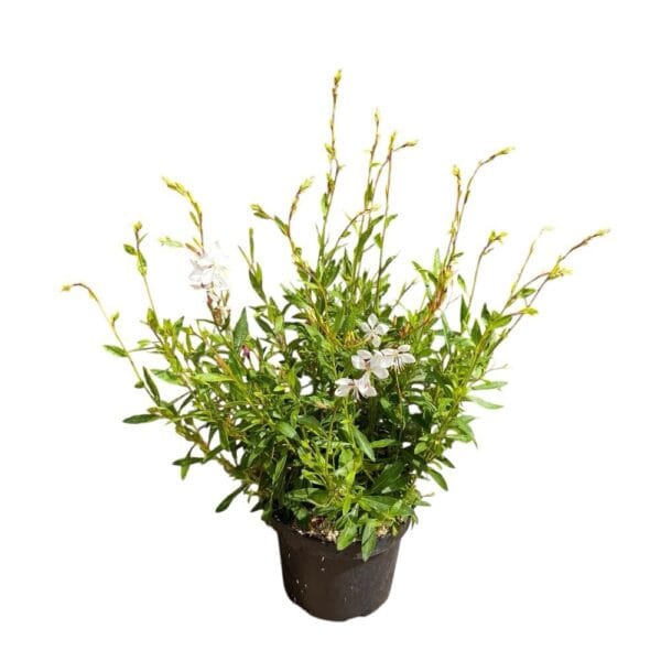 Hungaroplant