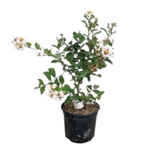 Hungaroplant