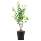 Selyemmirtusz 'Natchez' (lagerstroemia indica 'Natchez') Hungaroplant