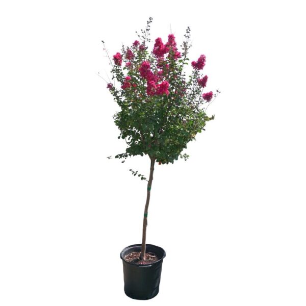 Hungaroplant