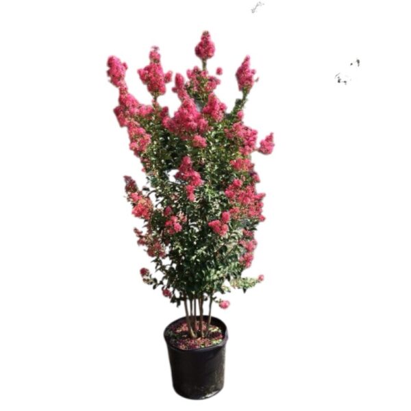 Hungaroplant