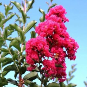 Selyemmirtusz ‘Tuscarora’ (lagerstroemia ‘Tuscarora’)
