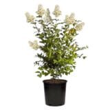 Selyemmirtusz 'Natchez' (lagerstroemia 'Natchez') Hungaroplant