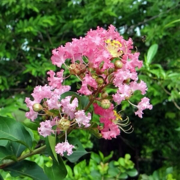 Hungaroplant