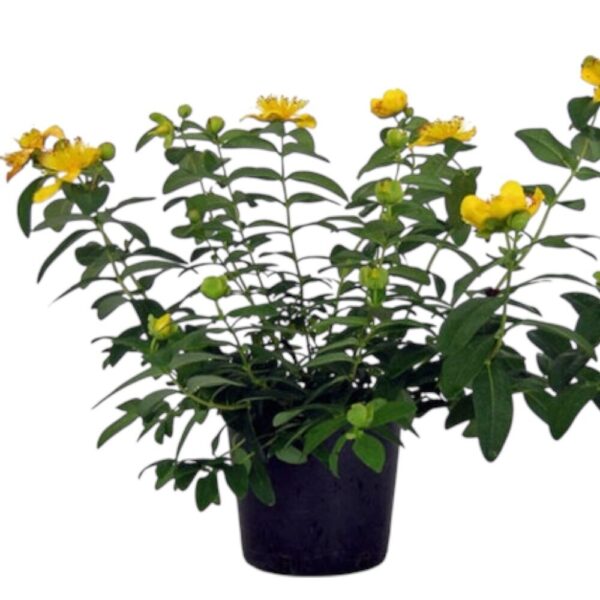 Hungaroplant