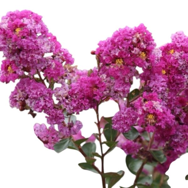 Hungaroplant