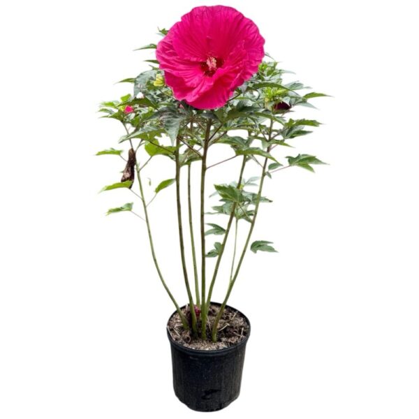 Hungaroplant