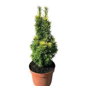 Közönséges tiszafa (Taxus baccata 'David')