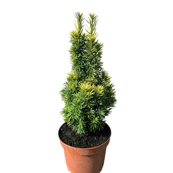 Hungaroplant