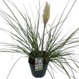 Pampafű (cortaderia selloana) Hungaroplant