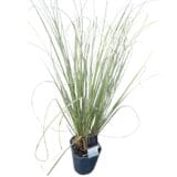 Mini ezüst pampafű (cortaderia selloana 'mini silver pampas') Hungaroplant