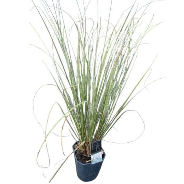 Hungaroplant