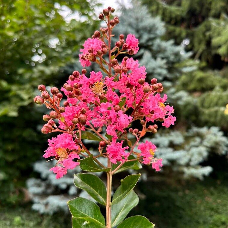 Hungaroplant