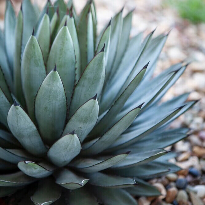 Agávé (agave 'blue emperor')