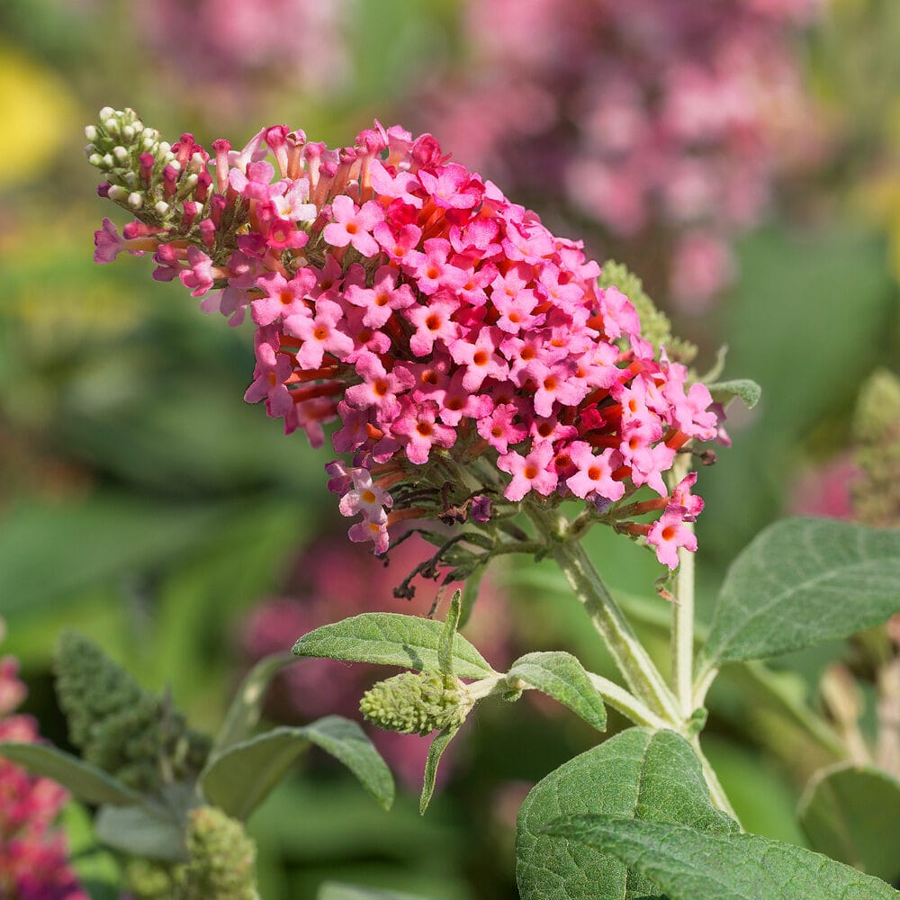 Buddleja Butterfly Candy Little Ruby