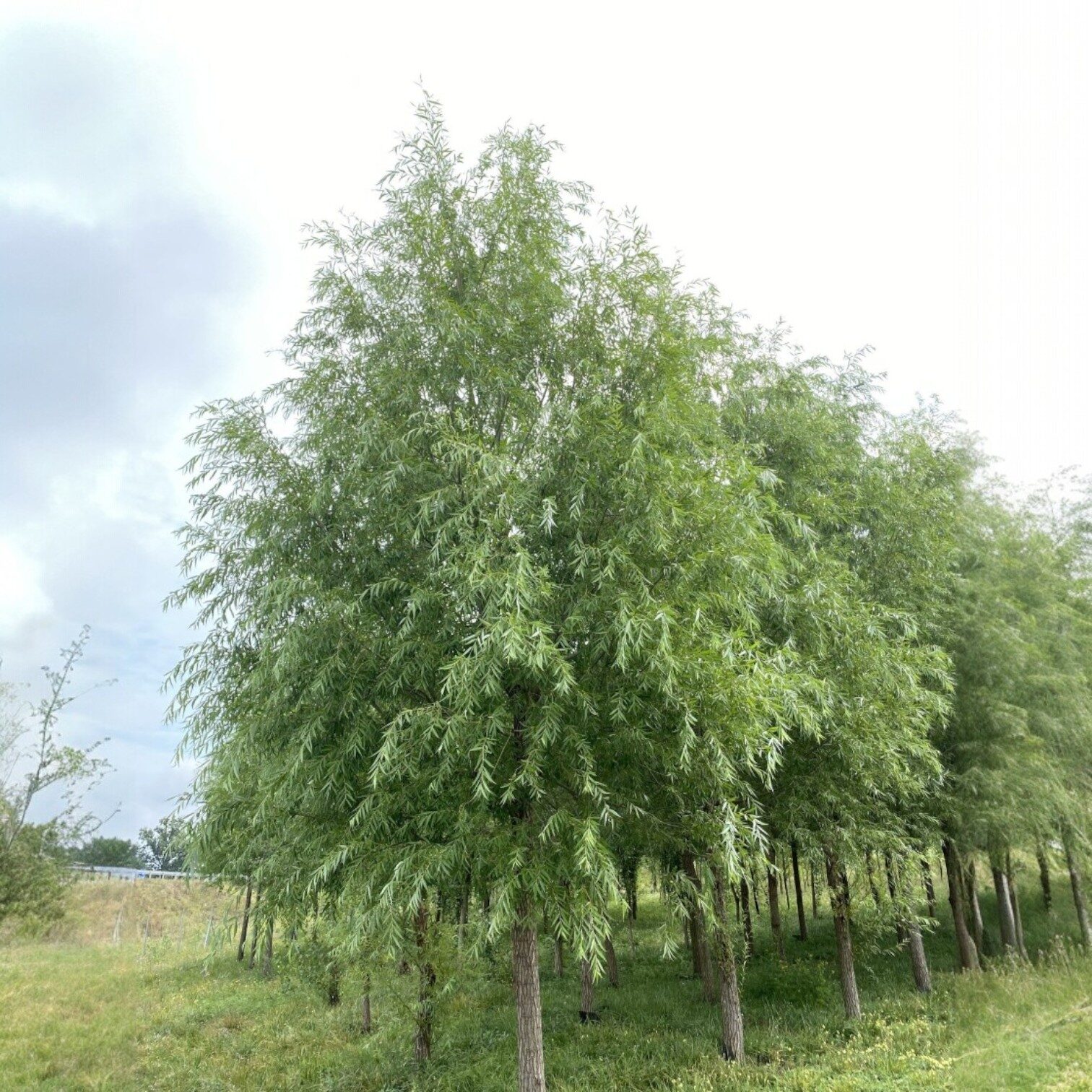 Fehér fűz 'Express' (salix alba 'express') (sövénynek)