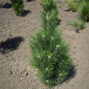 Feketefenyő (Pinus nigra)