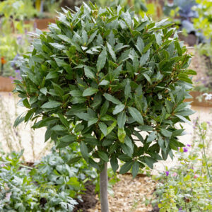LAURUS NOBILIS