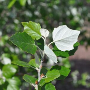 Fehér nyár (Populus alba)