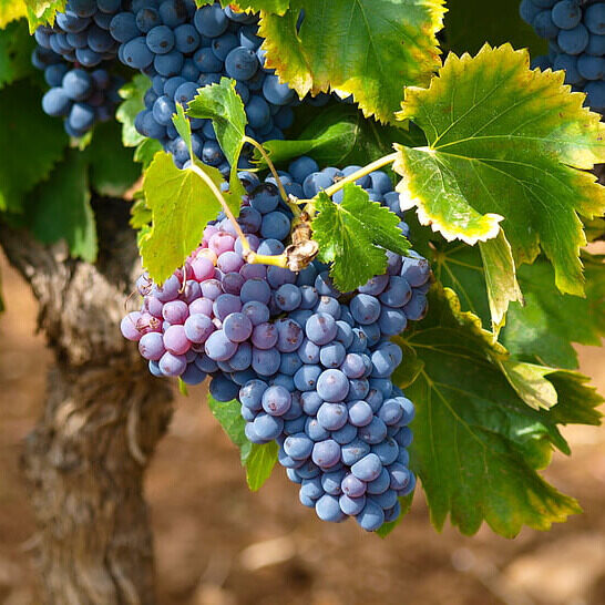 Szőlő Cabernet (VITIS VINIFERA 'CABERNET')
