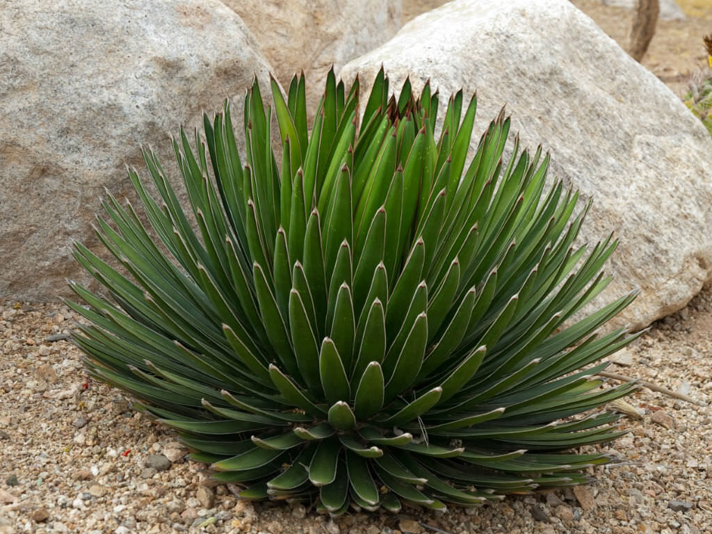 agave 'ocahui'