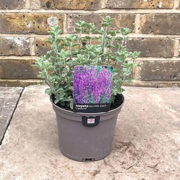 Hungaroplant