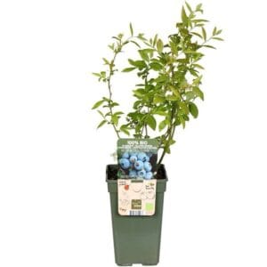 Kezdőoldal VACCINIUM CORYMBOSUM 'GOLDTRAUBE 71' (KÖZÉPÉRÉSU ÁFONYA)