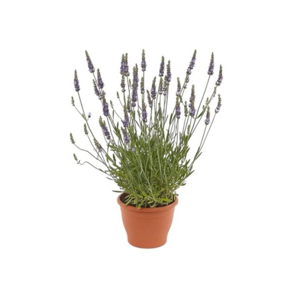 Hungaroplant