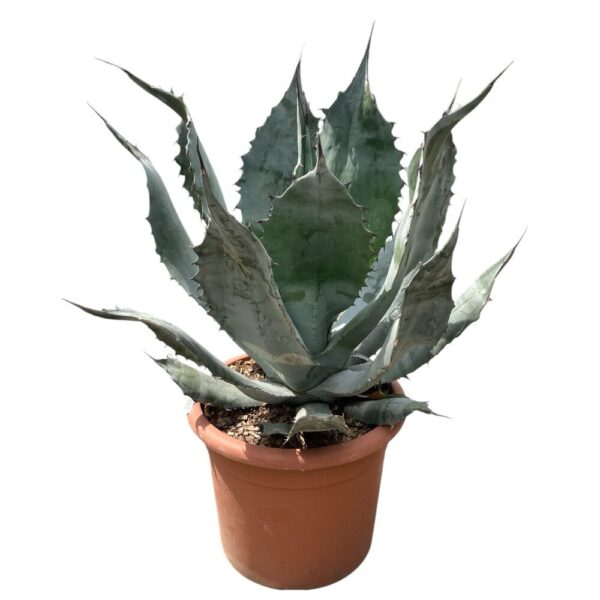 Hungaroplant