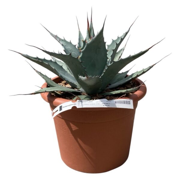 Hungaroplant
