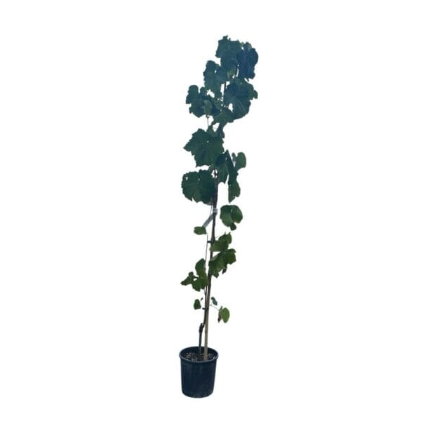 Hungaroplant