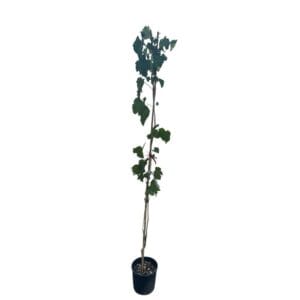 Kezdőoldal Kerti szőlő 'Muscat Bleu' (vitis vinifera 'muscat bleu')