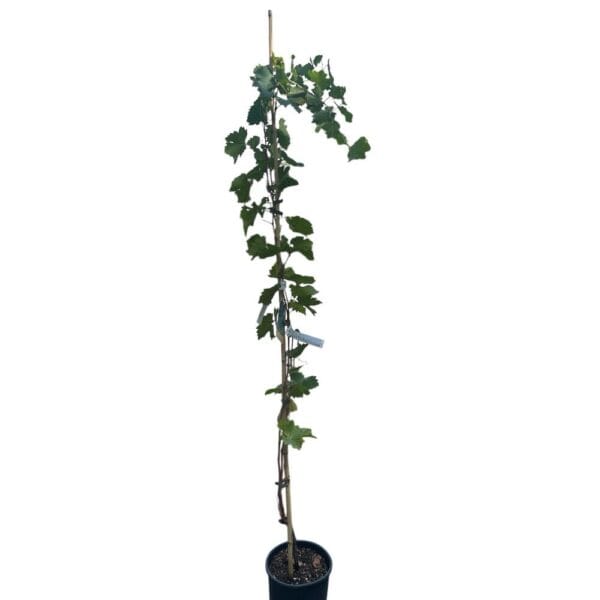 Hungaroplant