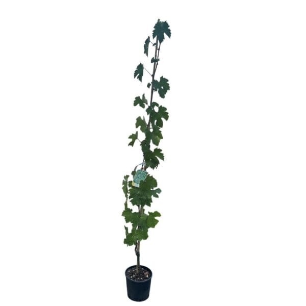 Hungaroplant