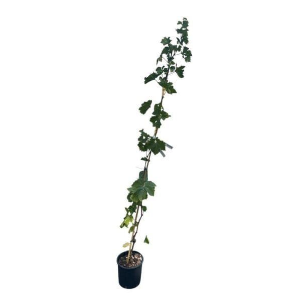 Hungaroplant