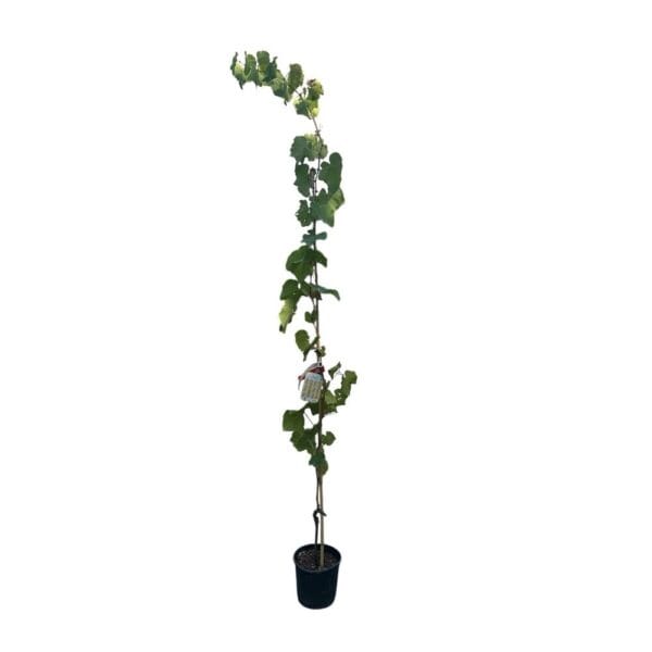Hungaroplant
