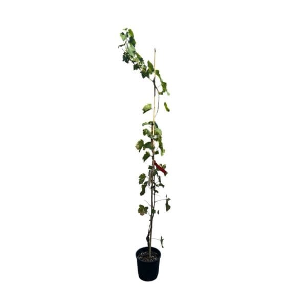 Hungaroplant