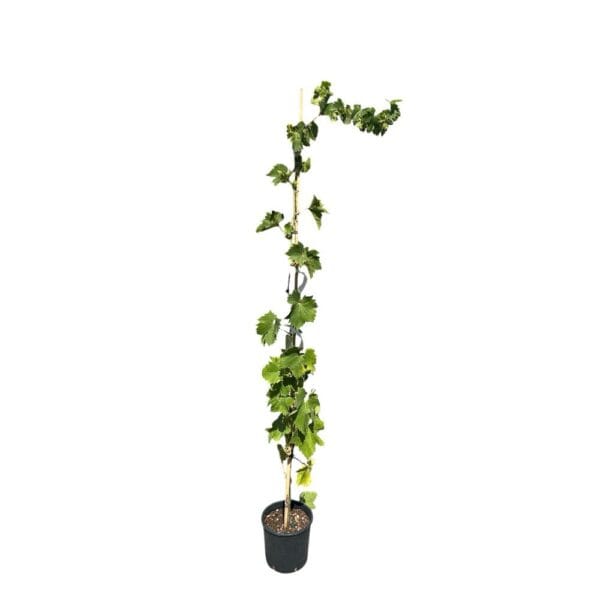 Hungaroplant