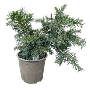 Kezdőoldal TAXUS BACCATA 'REPANDENS'