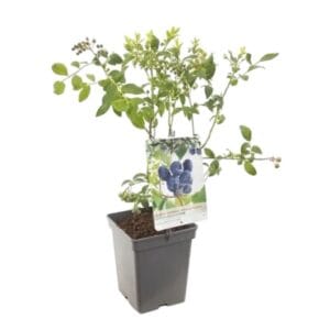 Kezdőoldal Kései áfonya (vaccinium corymbosum 'jersey')