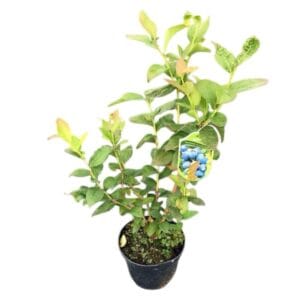 Kezdőoldal Korai áfonya 'Earlyblue' (vaccinium corymbosum 'earlyblue')