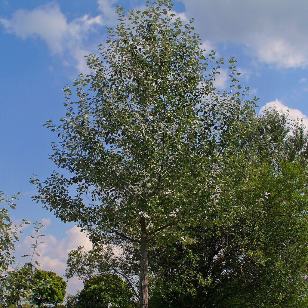 Fehér nyár (Populus alba)